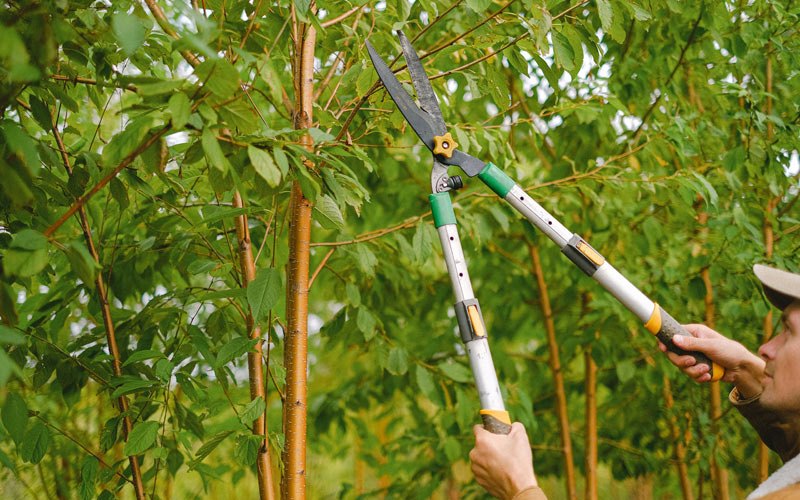 Tree trimming in Bonsall, CA